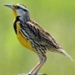 Sample 6 – Eastern meadowlark