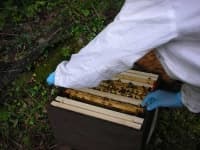 Sample 6 – Apiary