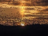 Sample 5 – Animal migration