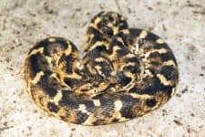 Sample 6 – Hognose snake