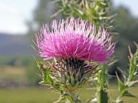 Sample 1 – Cardoon