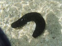 Sample 2 – Sea cucumber