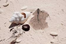 Sample 2 – Conch