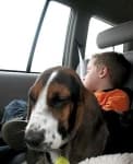 Sample 3 – Basset