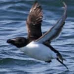 Sample 3 – Razorbill