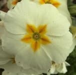 Sample 2 – Primula