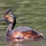 Sample 2 – Black necked grebe