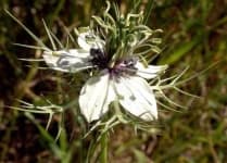 Sample 4 – Love in the mist