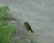 Sample 2 – Sparrow
