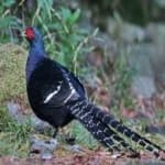 Sample 20 – Mikado pheasant