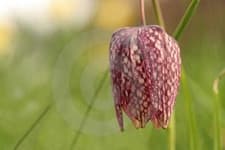 Sample 2 – Fritillary