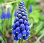 Sample 4 – Grape hyacinth