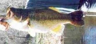 Sample 6 – Bass