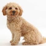 Cockapoo image dataset preview