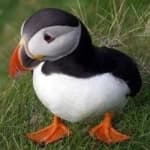 Sample 2 – Puffin
