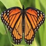 Sample 3 – Viceroy
