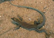 Sample 4 – Whiptail