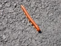 Sample 1 – Worm