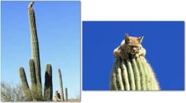 Sample 2 – Cactus