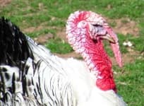 Sample 1 – Turkey