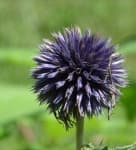 Sample 5 – Globe thistle