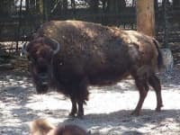 Sample 2 – Bison