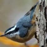 Sample 6 – Crested nuthatch