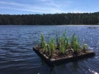 Sample of Wetland