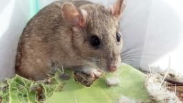 Sample 5 – Rat