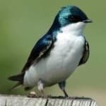 Sample 5 – Barn swallow