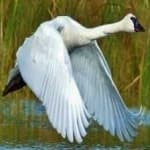 Sample 5 – Trumpter swan