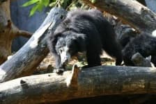 Sample 4 – Sloth bear