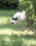 Sample 3 – White stork