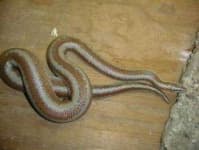 Sample 1 – Night snake