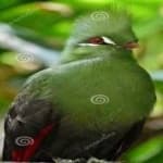 Sample 2 – Guinea turaco