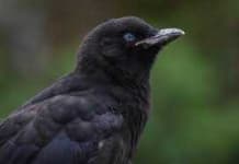 Sample 4 – Crow
