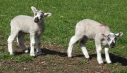 Sample 5 – Goat