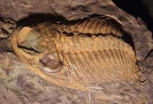 Sample 1 – Trilobite
