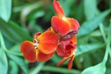 Sample 3 – Wallflower