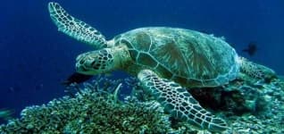 Sample 1 – Sea turtle