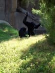 Sample 1 – Siamang