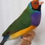 Sample of Gouldian finch