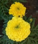 Sample 6 – Marigold
