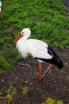 Sample 2 – White stork