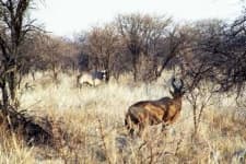 Sample 2 – Hartebeest