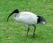 Sample 4 – Ibis