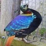 Sample 4 – Himalayan monal