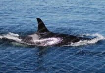 Sample 6 – Whale