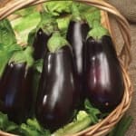 Sample 4 – Eggplant