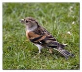 Sample 2 – Brambling